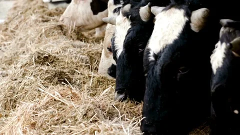 Cowshed barn with holstein dairy cows. Cows in stall on large modern farm e.. Stock Footage 265873816