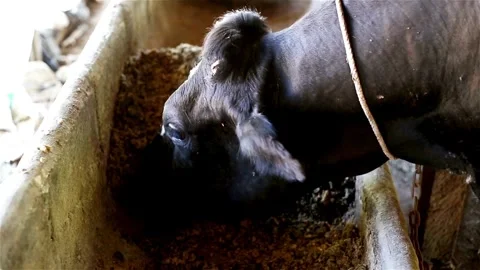 Cowshed barn with holstein dairy cows. Cows in stall on large modern farm e.. Stock Footage 265875560