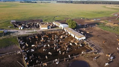 A cowshed barn with lots of cows. Aerial drone shot 4K Stock Footage 77389902