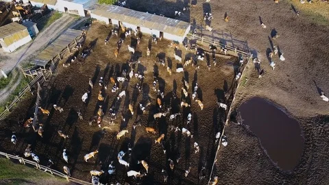 A cowshed barn with lots of cows. Aerial drone shot 4K Stock Footage 77401227
