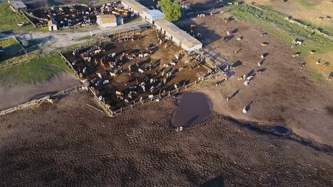 A cowshed barn with lots of cows. Aerial drone shot 4K Video stock 77404316