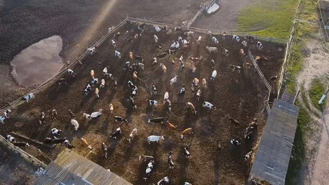A cowshed barn with lots of cows. Aerial drone shot 4K Stock Footage 77434295