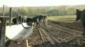 Cowshed. Cows on the Farm Vídeos en HD
