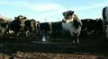 Cowshed. Cows on the Farm Vídeos en HD