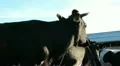 Cowshed. Cows on the Farm HD Footage