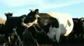 Cowshed. Cows on the Farm HD Footage