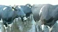 Cowshed. Cows on the Farm HD Footage