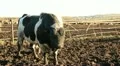Cowshed. Cows on the Farm HD Footage