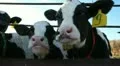 Cowshed. Cows on the Farm HD Footage