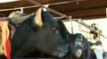 Cowshed. Cows on the Farm Vidéos HD