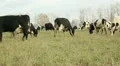 Cowshed. Cows on the Farm HD Footage