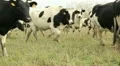 Cowshed. Cows on the Farm HD Footage