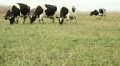 Cowshed. Cows on the Farm HD Footage