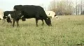 Cowshed. Cows on the Farm HD Footage