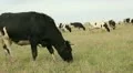Cowshed. Cows on the Farm HD Footage