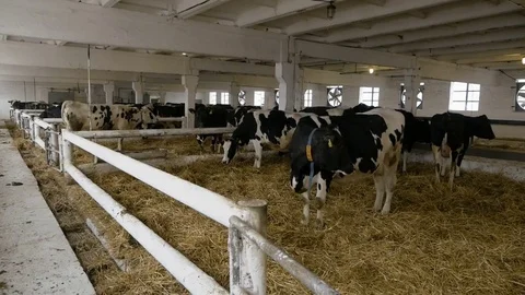 Cowshed. Cows in the Maternity Ward.Calving Stock Footage 85420059