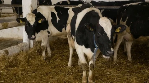 Cowshed. Cows in the Maternity Ward.Calving Stock Footage 85420330