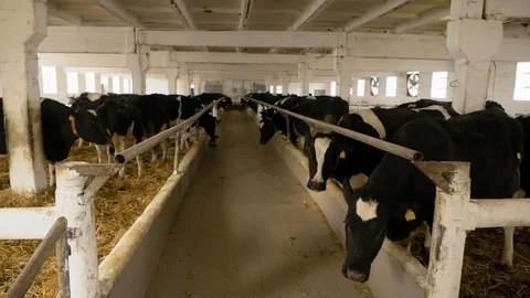 Cowshed. Cows in the Maternity Ward.Calving Stock Footage 85420464