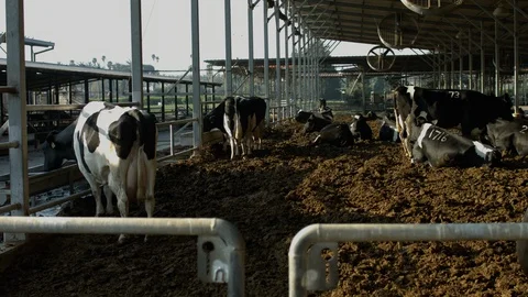 Cowshed Stock Footage 113041251