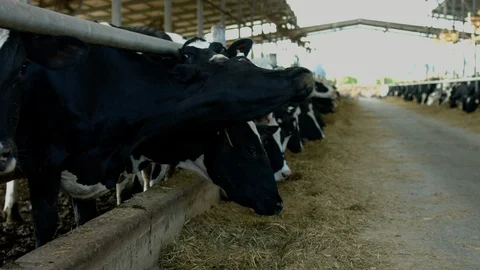 Cowshed Stock Footage 113048318
