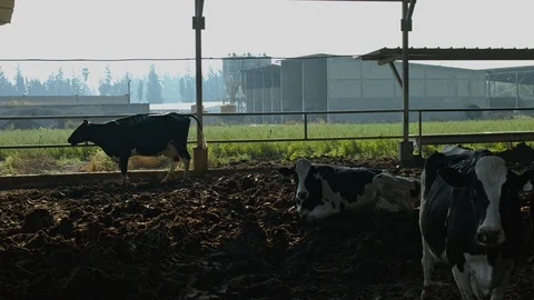 Cowshed Stock Footage 113049585