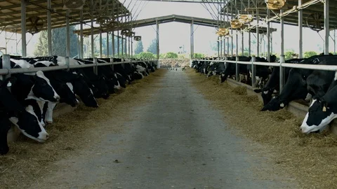 Cowshed Stock Footage 113050082