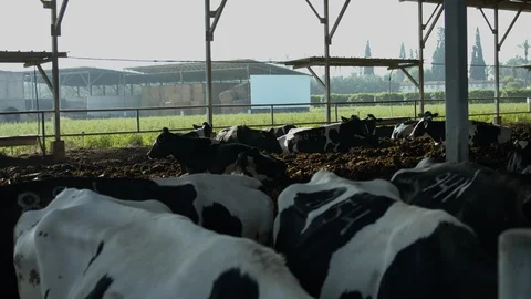 Cowshed Stock Footage 113054783