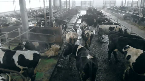 A cowshed full of cows, close up. Video stock 101999187