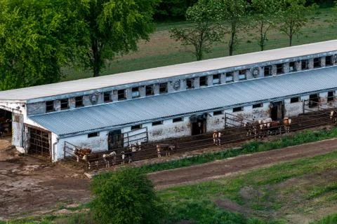Cowshed Stock Photos