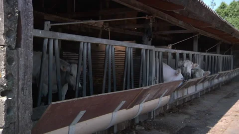 CowsIn Stalls Stock Footage 135703609