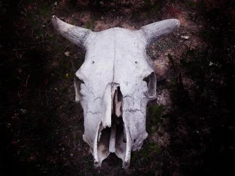Cowskull Stock Photos