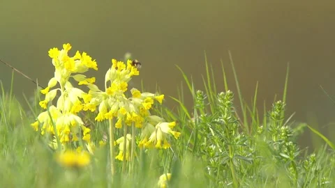 Cowslip with bee in springtime Stock Footage 271361608