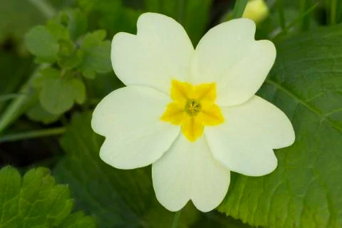 Cowslip close up Stock Photos