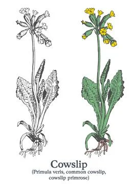 Cowslip. Colorful vector hand drawn plant. Vintage medicinal plant sketch. Stock Illustration