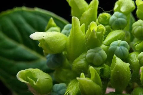 Cowslip Creeper Stock Photos