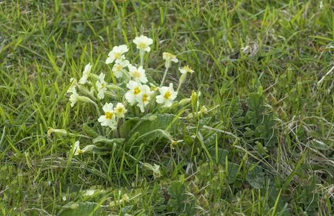 Cowslip flowers in a background of grass Stock Photos