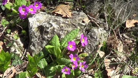 Cowslip Vídeo Stock 333860037