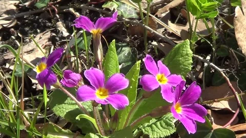 Cowslip Vídeo Stock 333860039