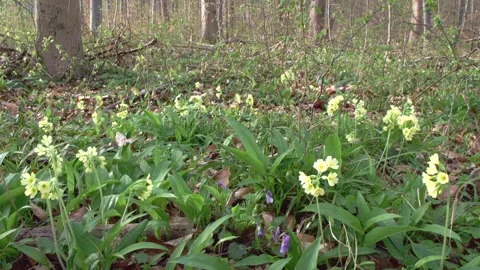 Cowslip in the forest in springtime Stock Footage 267216493