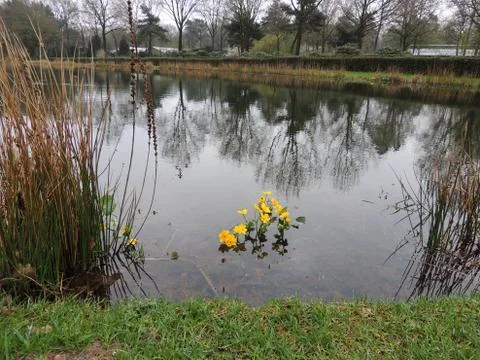 Cowslip marsh , marsh-marigold or kingcup,.Caltha palustris, blooming in shal Stock Photos