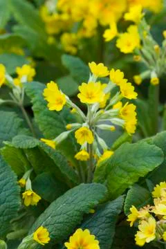 Cowslip or primula Stock Photos