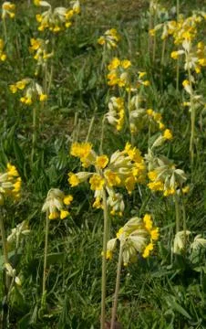 Cowslip Stock Photos