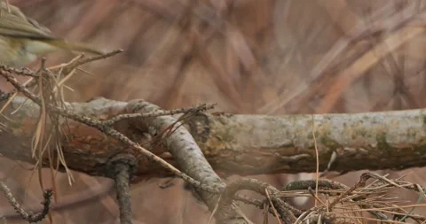 Cowslip Phylloscopus Collybita in spring in slow motion Video stock 306002732