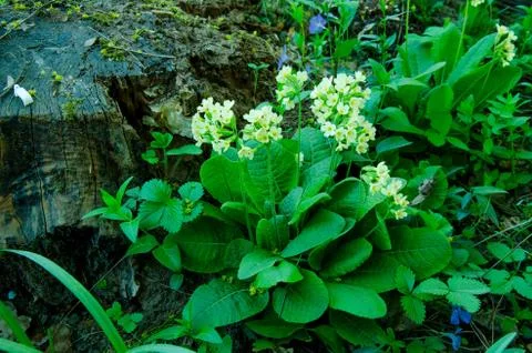 Cowslip Primula blooming in the spring. Stock Photos