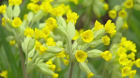 Cowslip (primula veris) close up cluster of yellow flowers in early spring Stock Footage 42748687