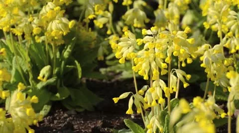 Cowslip (Primula veris) Stock Footage 12456710