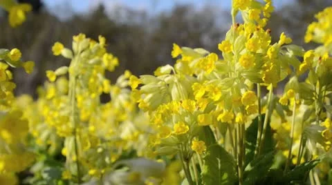 Cowslip (Primula veris) Stock Footage 12456734