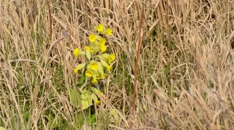 Cowslip (Primula veris) Stock Footage 12677990