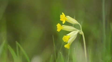 Cowslip (Primula veris) Stock Footage 12678514