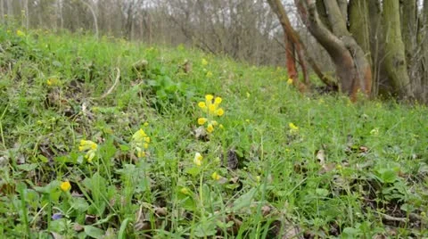 Cowslip (Primula veris) Stock Footage 12678526